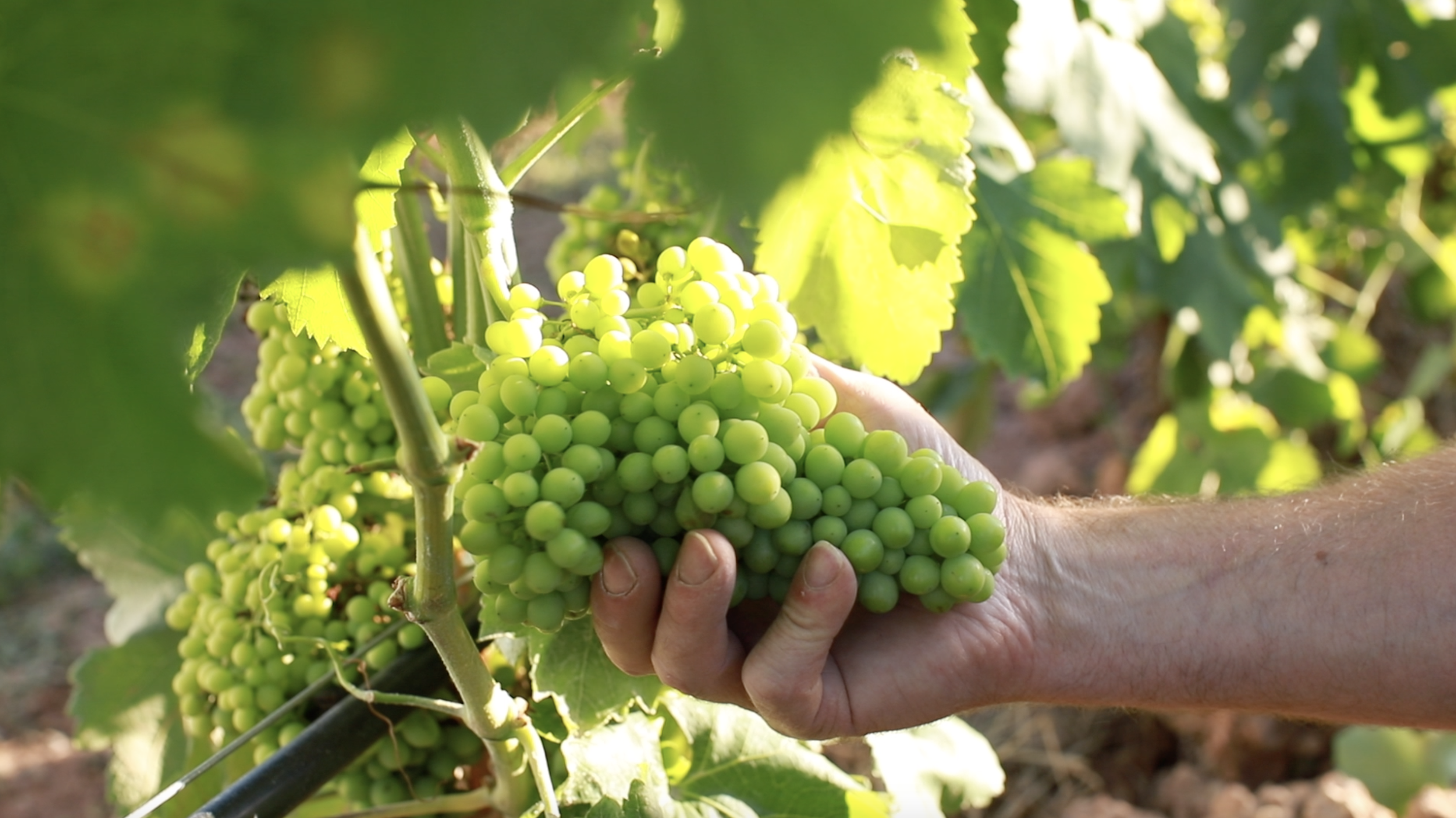 gastronomia i enoturisme