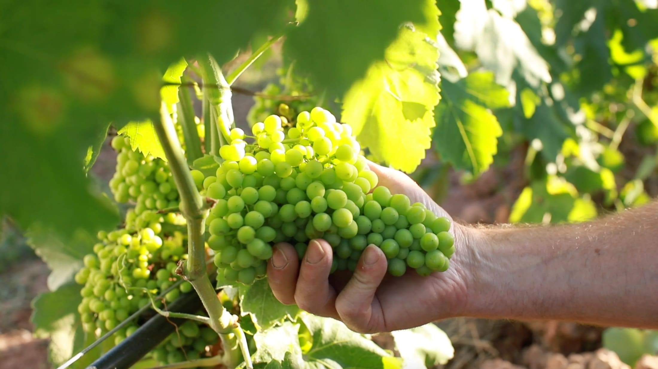 Gastronomía y Enoturismo